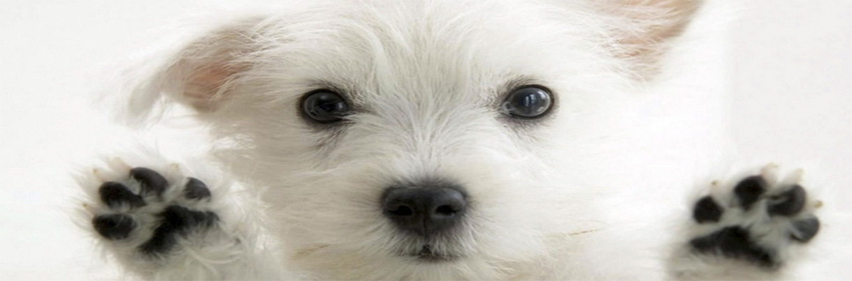 Perro